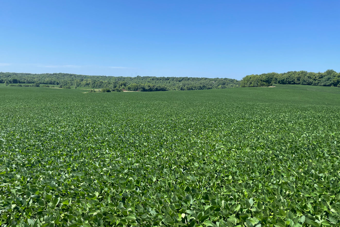 soybean field